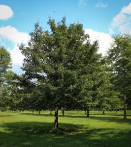 Picture of a tree